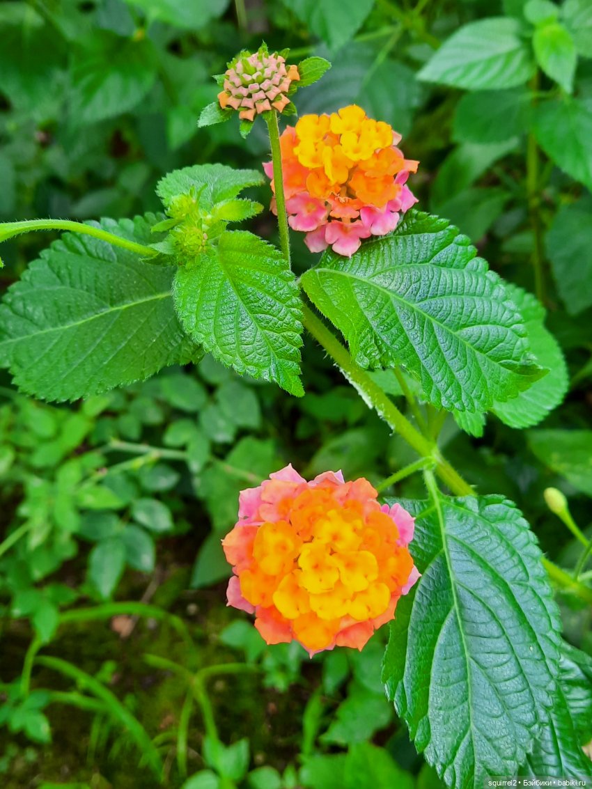 Вспоминаю Лето с Паолочками