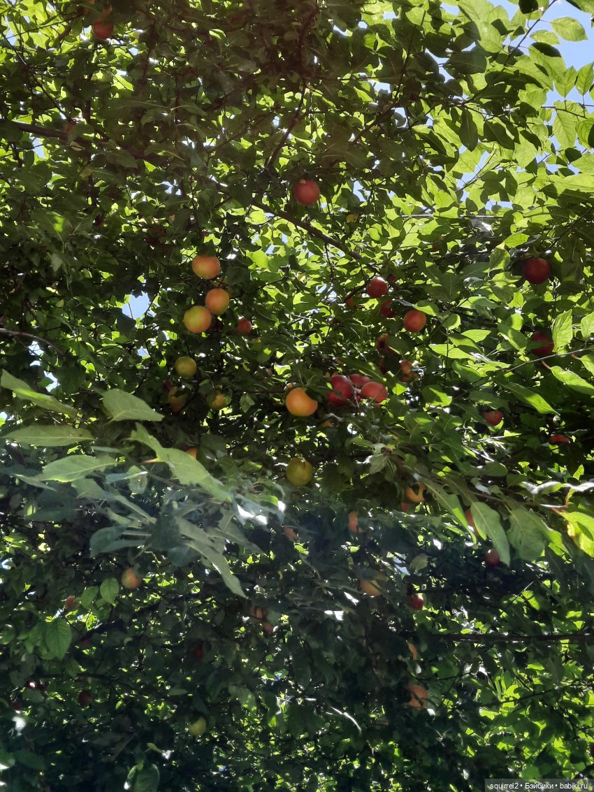 Вспоминаю Лето с Паолочками