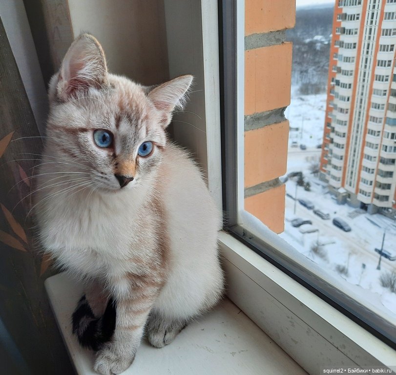 Зимняя прогулка с мыслями о счастливых моментах начала года | Бэйбики Зимняя прогулка с мыслями о счастливых моментах начала года