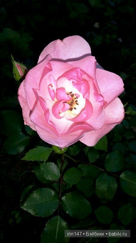 Литлфи Васена и мои розы | Бэйбики Литлфи Васена и мои розы — Куклы Fairyland (ФэйриЛэнд): BJD (БЖД)