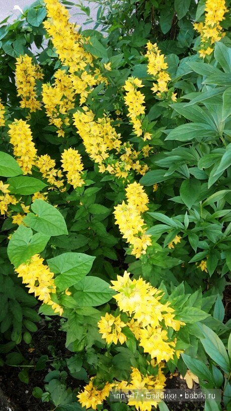 Литлфи Васена и мои розы | Бэйбики Литлфи Васена и мои розы — Куклы Fairyland (ФэйриЛэнд): BJD (БЖД)