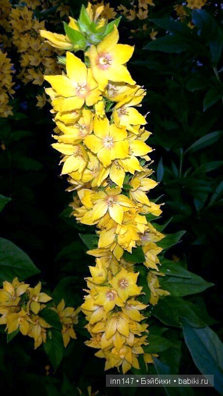 Литлфи Васена и мои розы | Бэйбики Литлфи Васена и мои розы — Куклы Fairyland (ФэйриЛэнд): BJD (БЖД)