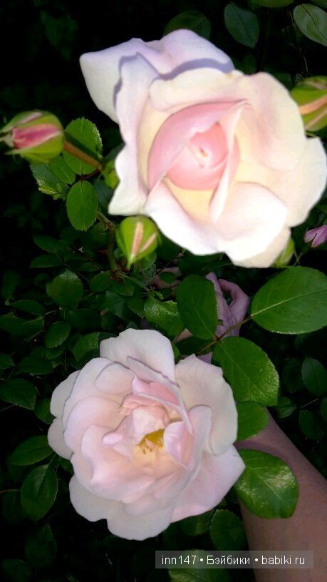 Литлфи Васена и мои розы | Бэйбики Литлфи Васена и мои розы — Куклы Fairyland (ФэйриЛэнд): BJD (БЖД)