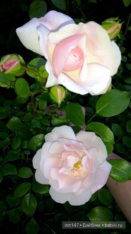 Литлфи Васена и мои розы | Бэйбики Литлфи Васена и мои розы — Куклы Fairyland (ФэйриЛэнд): BJD (БЖД)