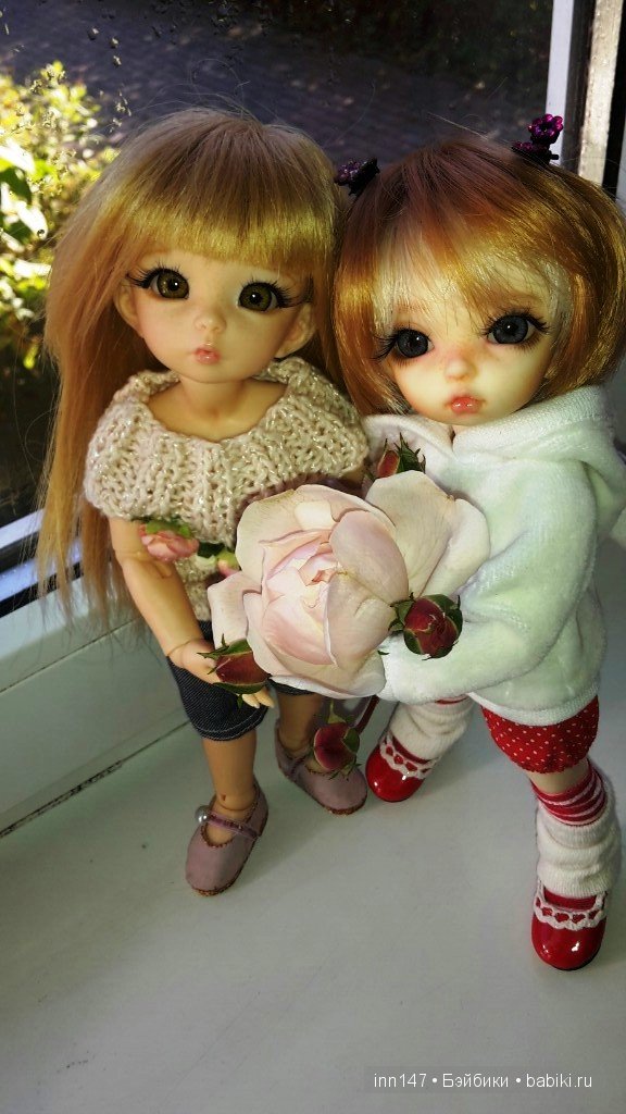 Мои Литтелфи Васенка и Бижу спасли из сада розу