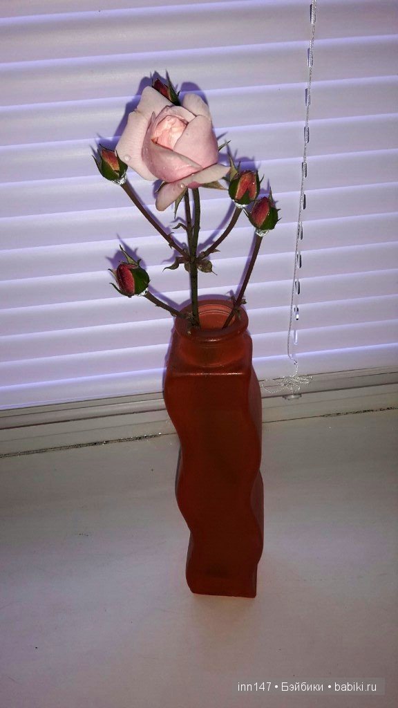 Мои Литтелфи Васенка и Бижу спасли из сада розу (фото 4)