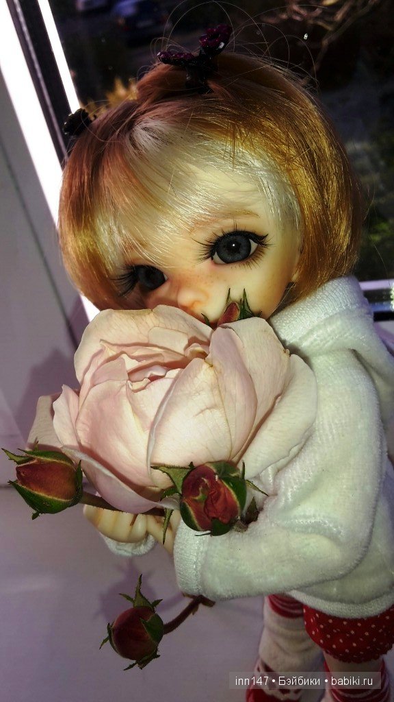 Мои Литтелфи Васенка и Бижу спасли из сада розу