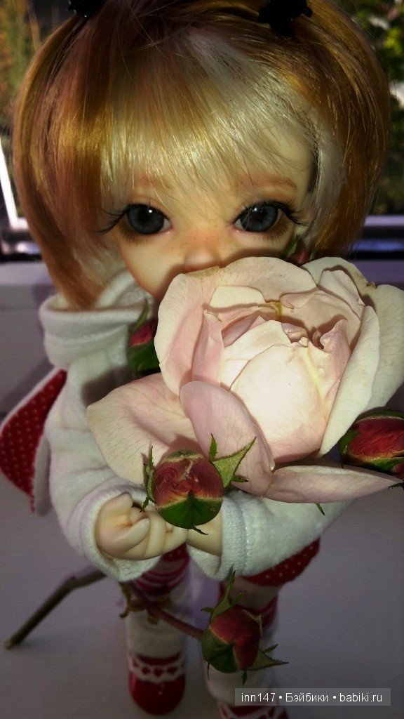 Мои Литтелфи Васенка и Бижу спасли из сада розу