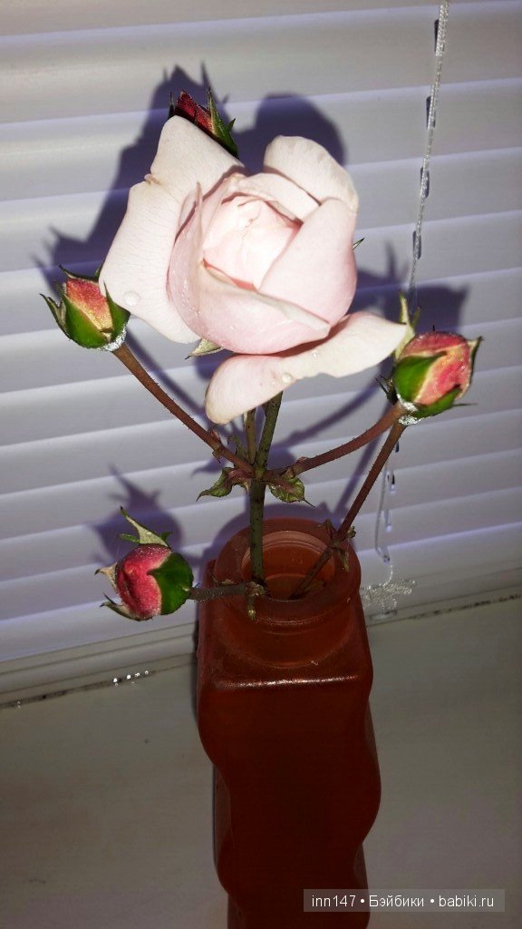 Мои Литтелфи Васенка и Бижу спасли из сада розу (фото 3)