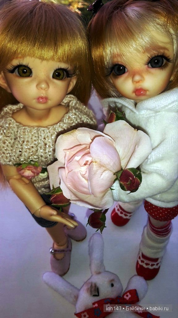 Мои Литтелфи Васенка и Бижу спасли из сада розу