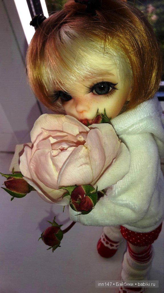 Мои Литтелфи Васенка и Бижу спасли из сада розу