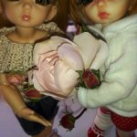 Мои Литтелфи Васенка и Бижу спасли из сада розу