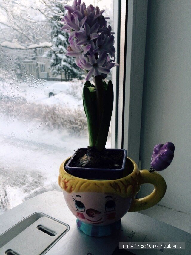 Мой цветочек, Ромашка. Соляночка