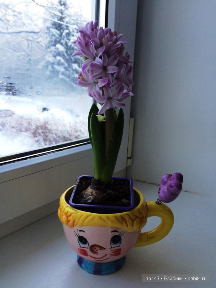 Мой цветочек, Ромашка. Соляночка