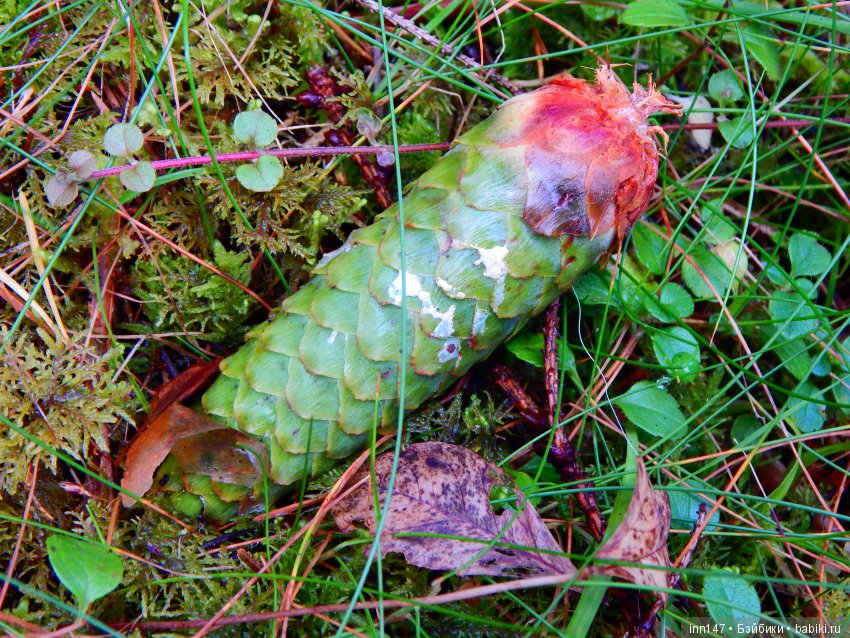 Осень. Мы в пригороде Санкт-Петербурга с Вивиан вышли на прогулку