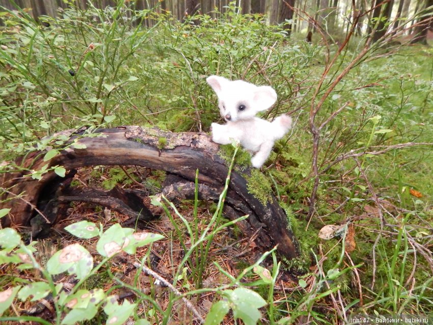 Осень. Мы в пригороде Санкт-Петербурга с Вивиан вышли на прогулку (фото 5)