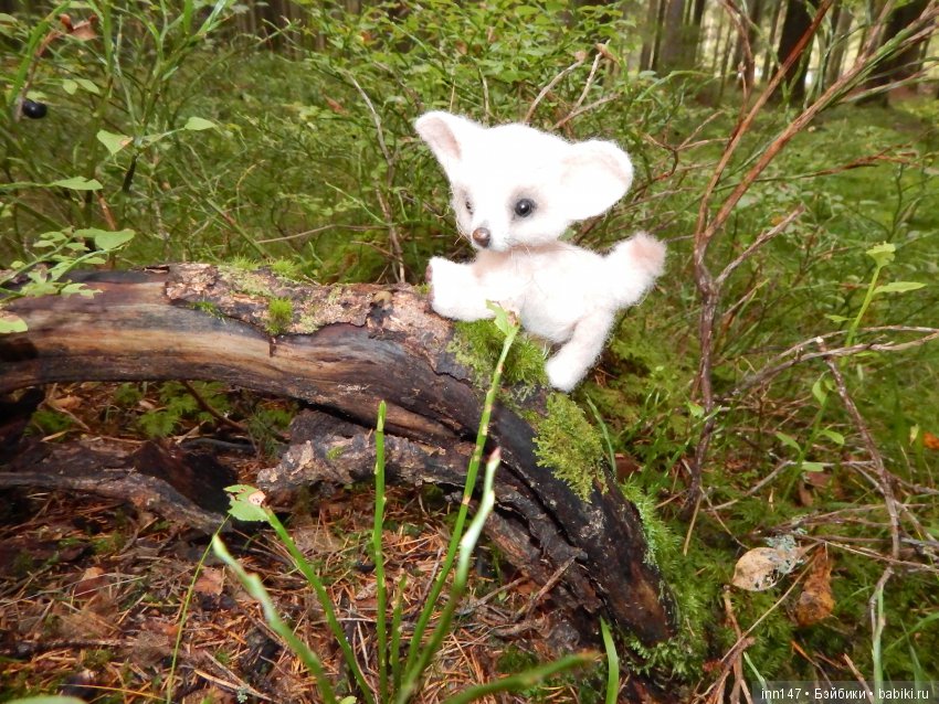 Осень. Мы в пригороде Санкт-Петербурга с Вивиан вышли на прогулку (фото 6)