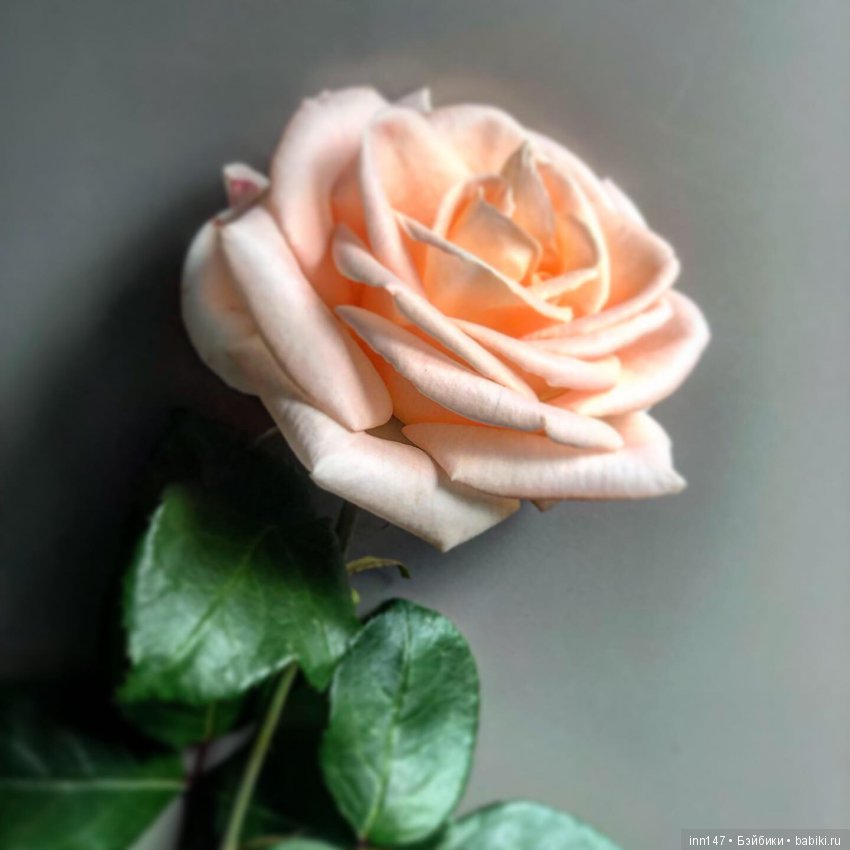 Моя Эноки, любовь с первого взгляда