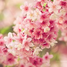 Идея!Обращение к посетителям и если это актуально,то и к администрации.