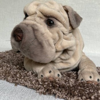 Шарпейка 🐾🐶🐕