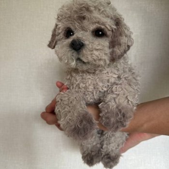 Малышка мальтипу 🐶🐶🐾