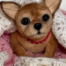 Чишка 🐕🐾🐶