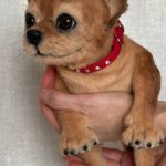 Чишка 🐕🐾🐶