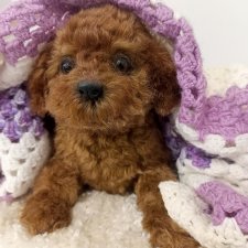 Щеночек мини пуделя 🐶🐕🐾