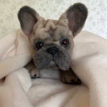 🐶Французик🐾🐕