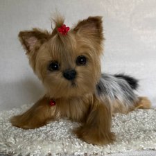 Малышка Йорочка 🐕🐾🐶