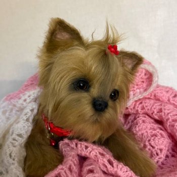 Малышка Йорочка 🐶🐕🐾
