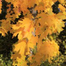 Краски осени. Природа средней полосы