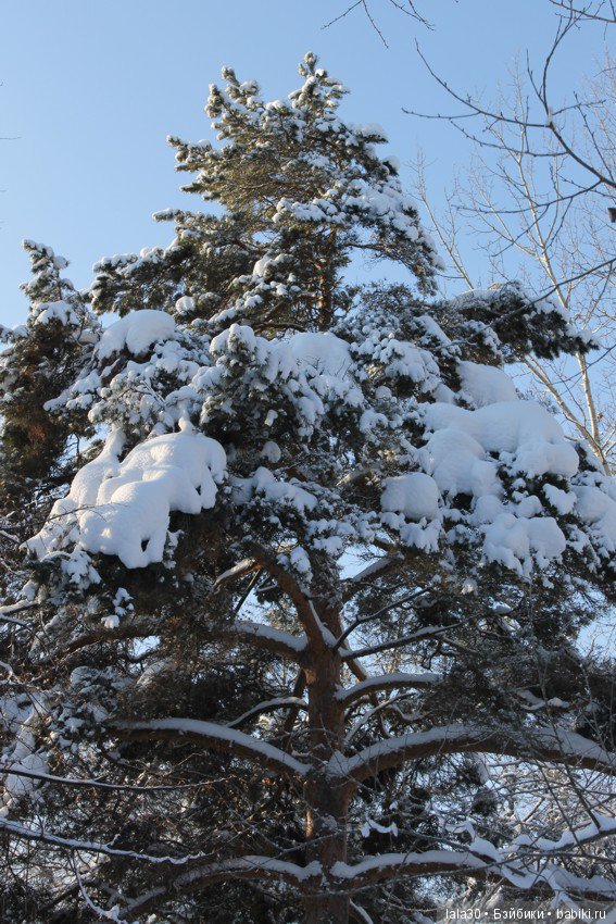 Зима во всей красе | Бэйбики Зима во всей красе — Болталка и разговоры обо всем: жизнь