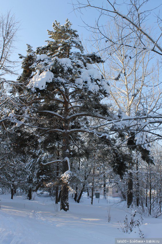 Зима во всей красе | Бэйбики Зима во всей красе — Болталка и разговоры обо всем: жизнь