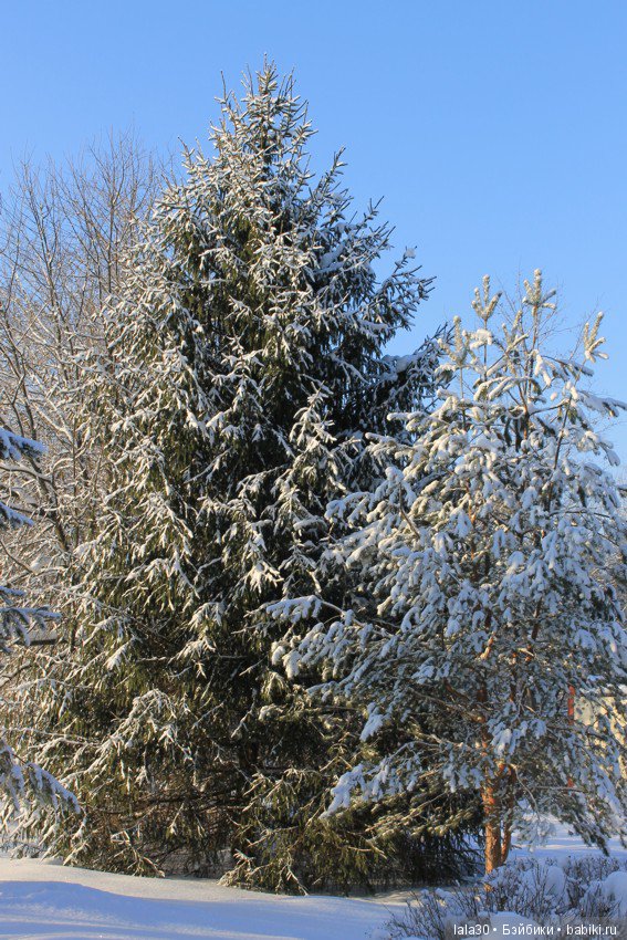 Зима во всей красе | Бэйбики Зима во всей красе — Болталка и разговоры обо всем: жизнь (фото 5)