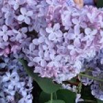 Корзина сирени для девочки Жени (платье для пупса Munecas Guca)