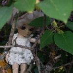 Из жизни вилис  (Аи Аквилегия).