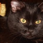 Четвёртая причина не любить кошек.