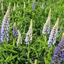 Прекрасный захватчик.