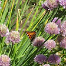 Время колокольчиков.