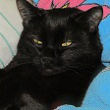 Четвёртая причина не любить кошек - 2