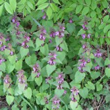 Слуда. Май. Ботаника