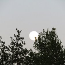 Прогулка лунным днём. Букет прилагается