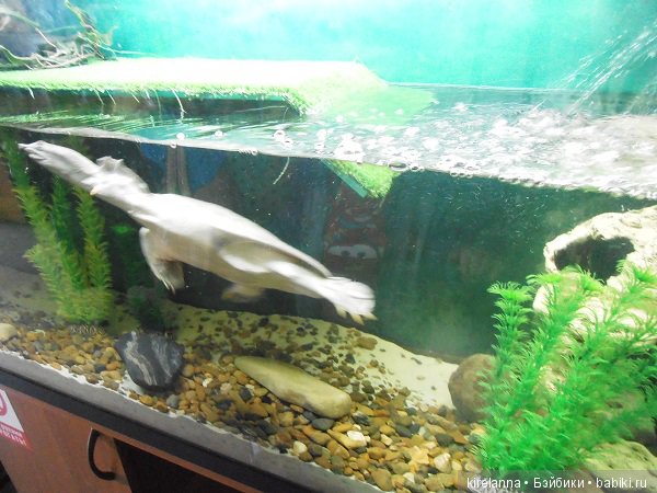 кожистая черепаха