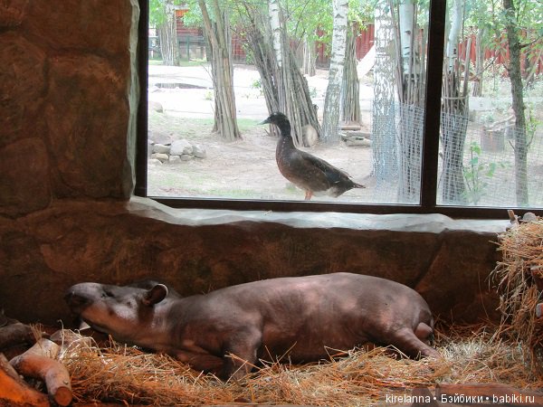 тапир и утка