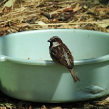 Где обедал воробей