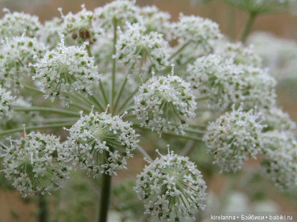 роса на цветах