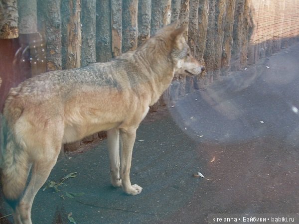волк