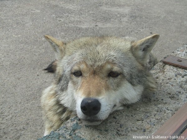 портрет волка
