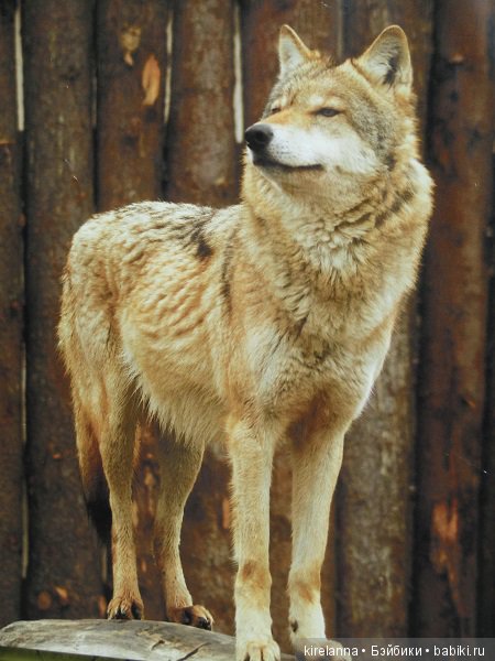 ещё волк